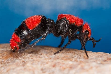 velvet east hurdle|Dasymutilla occidentalis .